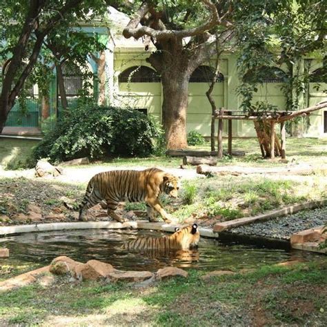 Spend Your Day At The Mysore Zoo | Bangalore | Whats Hot | WhatsHot ...