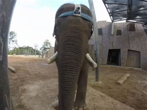 Image result for Elephant GoPro