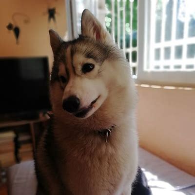 Kalisi | Pansion za pse Zen