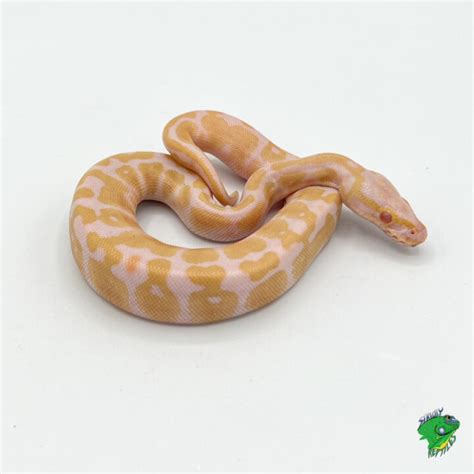 Image result for Baby Albino Ball Python