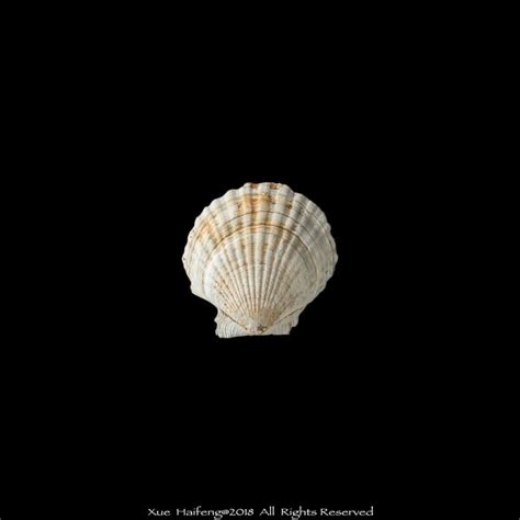 Celestial Shell 的图像结果