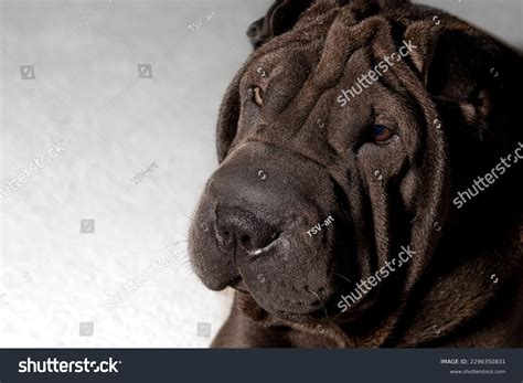 Close Portrait Face Black Shar Pei Stock Photo 2296350831 | Shutterstock