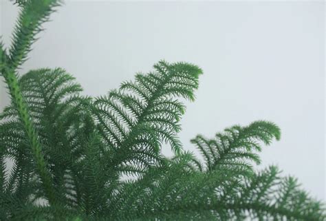 Buy Araucaria Plant / Norfolk Island Pine / Christmas Tree Online ...