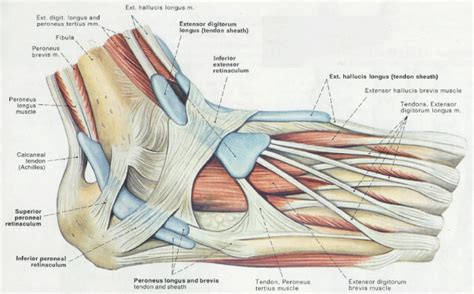 leg tendon chart