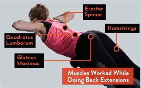 Back Extension Muscles Worked 的图像结果