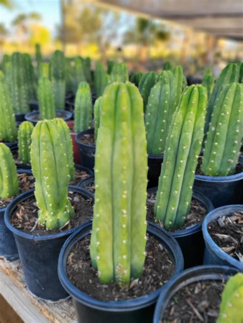 San Pedro Cactus (Echinopsis Pachanoi) — GDNC Nursery