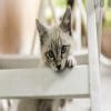 Consider the enlargement of the parallelogram. A smaller parallelogram ...
