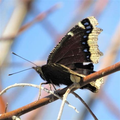 Guided Homeschool Exploration at Plains Conservation Center: Bugs ...
