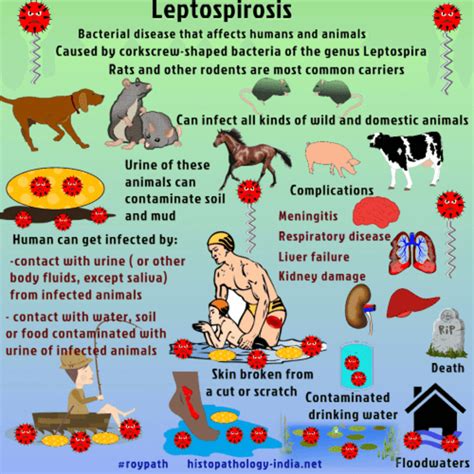 How Does A Dog Get Lepto