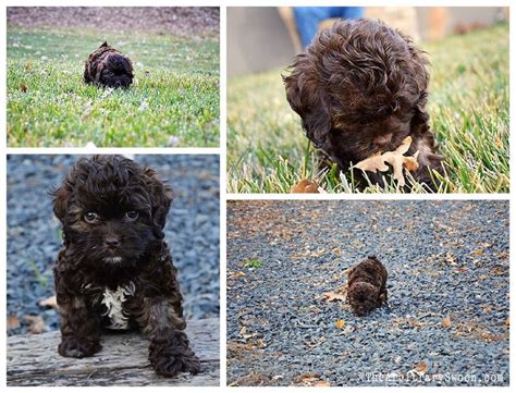 Image result for Spoodle Cockapoo