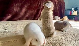 Image result for 3 Week Old Bunnies