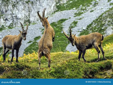 Young Male Wild Alpine, Capra Ibex, or Steinbock Stock Image - Image of ...