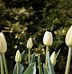 Image result for Tulips and Bunnies