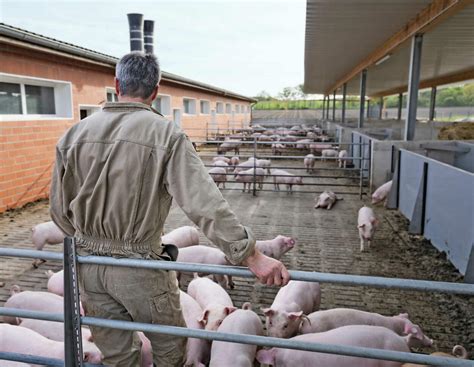Schweinestall umbauen: Experte zeigt Hürden beim Außenklimastall auf ...