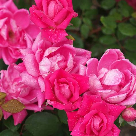 Double Knockout Roses Plant Care Guide | Plantly