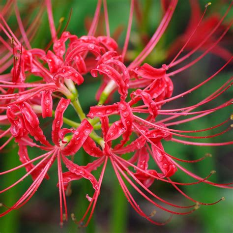 Red Spider Lily Bulbs For Sale | Lycoris Red - Radiata – Easy To Grow Bulbs