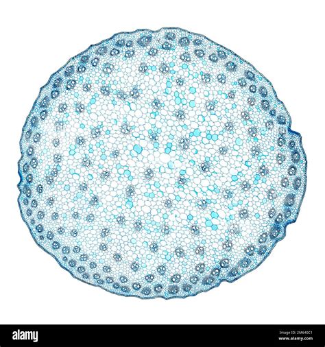 Zea stem, maize stem, cross section, 20X light micrograph. Stem of the ...