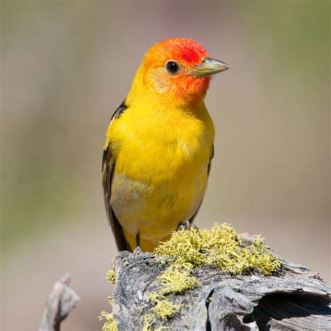 17 Small Yellow Birds That Are Fascinating (Types & Photos) - Bird Nature