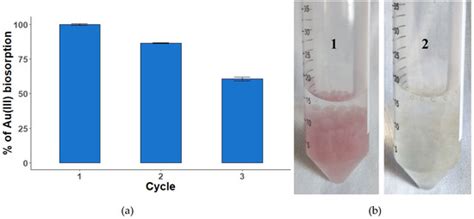Enhanced Gold Biosorption of Lysinibacillus sphaericus CBAM5 by ...