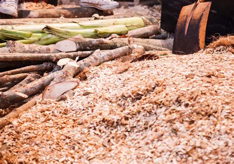 Image result for Trees Pulp