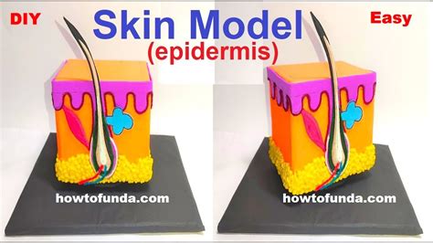 Skin Model 8th Class Science Project 的图像结果