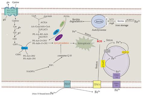 Mitochondrial Regulation of Ferroptosis in Cancer Therapy