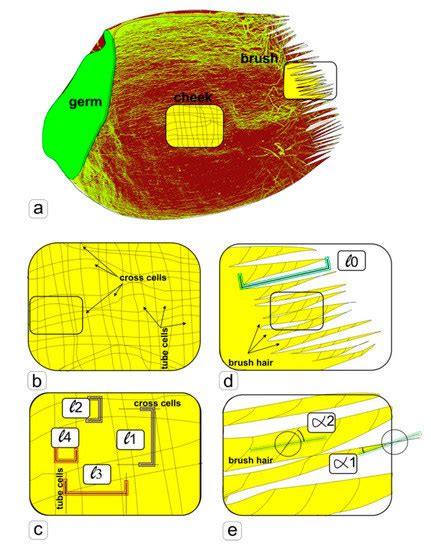 Wheat Space Odyssey: “From Seed to Seed”. Kernel Morphology