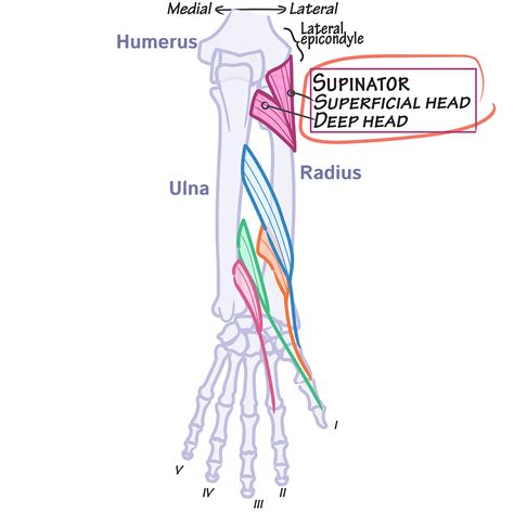 Image result for Supinator Muscle Function