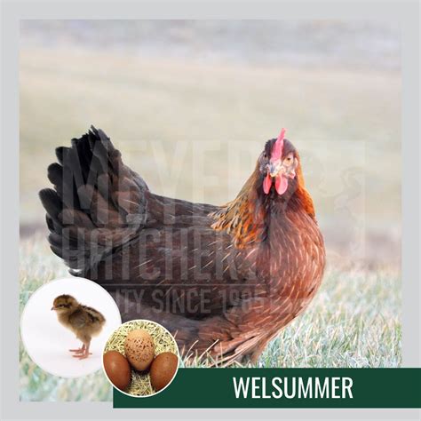 Chicken Breeds That Can Lay Speckled Eggs | Meyer Hatchery Blog