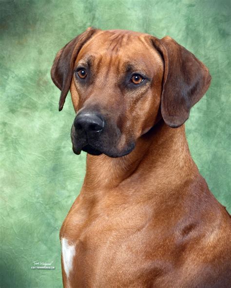 Rhodesian Ridgeback Dog - Lab Mix Puppy Facts - Dog Dwell