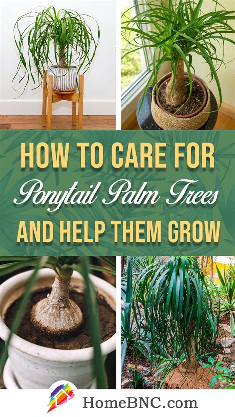 Ponytail Palm Care - How to Plant, Grow and Help Them Thrive