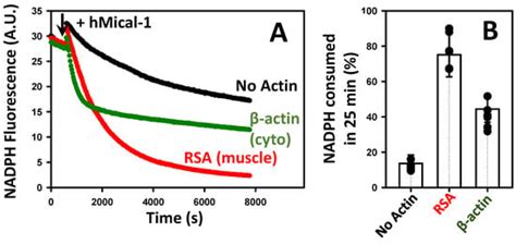 Actin Isoform Composition and Binding Factors Fine-Tune Regulatory ...