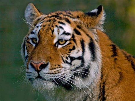 Endangered Animals In Uk