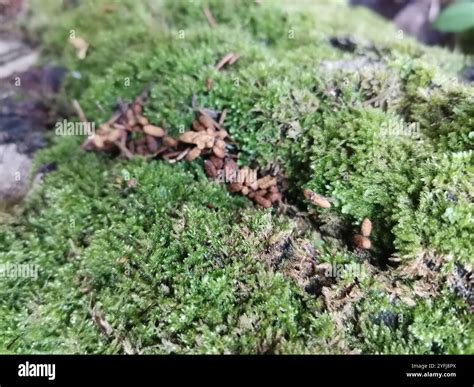 Siberian Flying Squirrel (Pteromys volans Stock Photo - Alamy