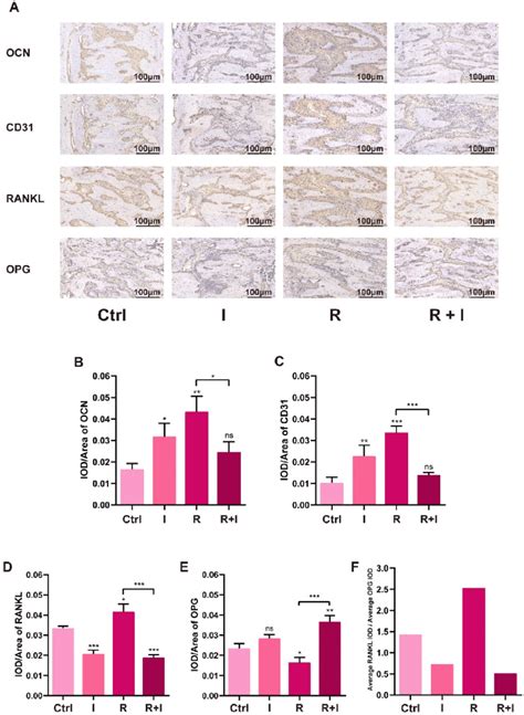 Image result for IHC Staining