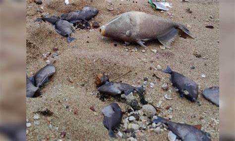 Several dead fishes found at Kanniyakumari Beach, know why?