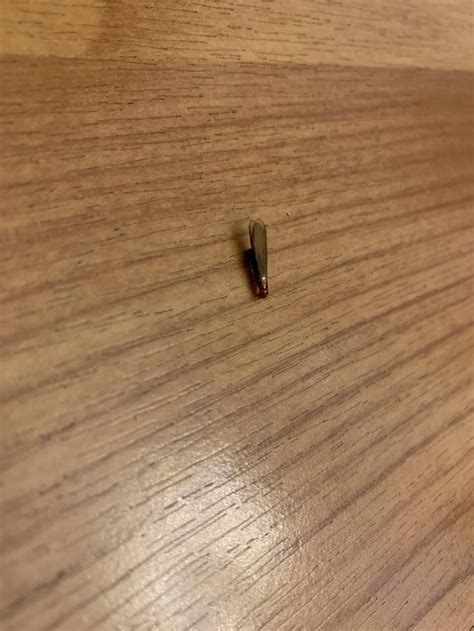 Termites at Windows 的图像结果