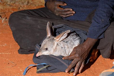 Bilby boom a timely Easter treat - Australian Geographic