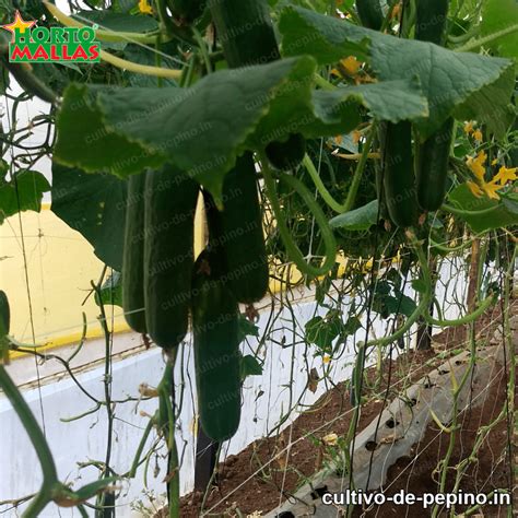 Composta para el cultivo de pepinos - Cultivo de pepino