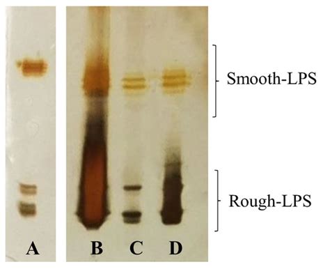 IJMS | Special Issue : Bacterial Carbohydrates: Structures ...