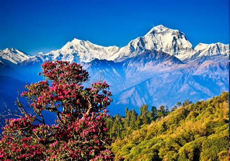 Nepal, Himalayas, Mountain, Nature, Landscape, Hill, Trees Wallpapers ...