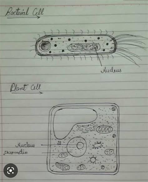 Drawn outline diagrams of a bacterial cell, and a plant cell. Label ...