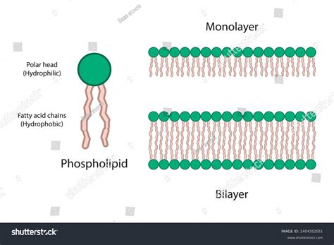 Diagram Showing Phospholipid Structures Monolayer Bilayer Stock Vector ...