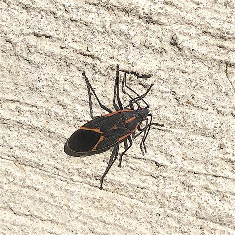 Bug Tracking Excel Template - prntbl.concejomunicipaldechinu.gov.co