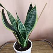 CAPPL Sanseveria | Snake Plant (Pot Included) Air Purifier with 5 Gram ...