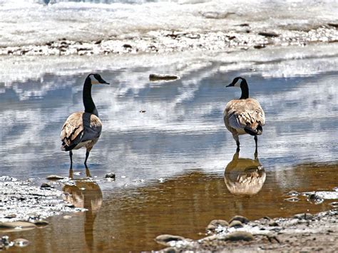 Image result for Calgary Spring Weather