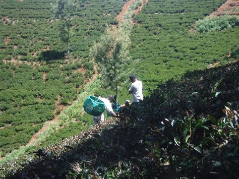 Kiambu Tourism (2024): All You Need to Know Before You Go