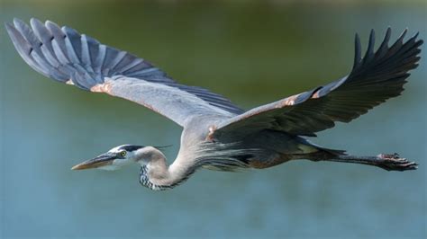 MP News: मौसम की तपिश को झेल नहीं पाए पक्षी, तेज गर्मी से हुई बगुलों की ...