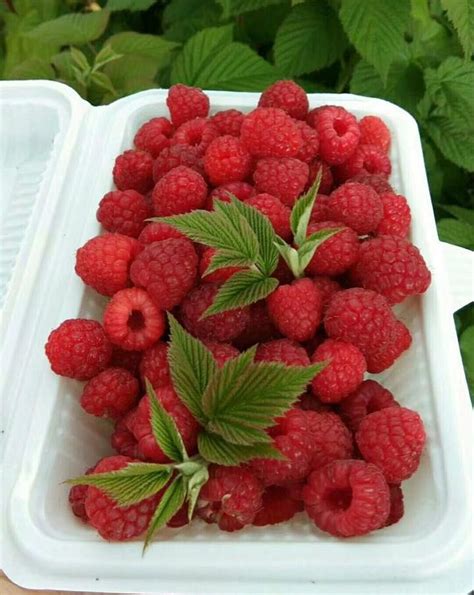 树莓 – 云南滇农集团有限公司