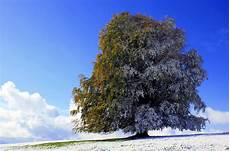 ausmalbilder herbst und winter allg 228 uer herbst winter kollektion foto bild ausmalbilder herbst und winter allg 228 uer herbst winter kollektion foto bild